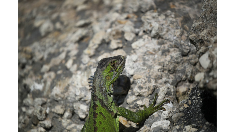 South Florida Battles Invasive Iguana Population