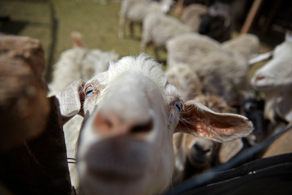 Goat With Human Face Worshiped [VIDEO] - Thumbnail Image