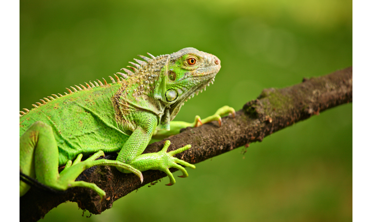 Iguana