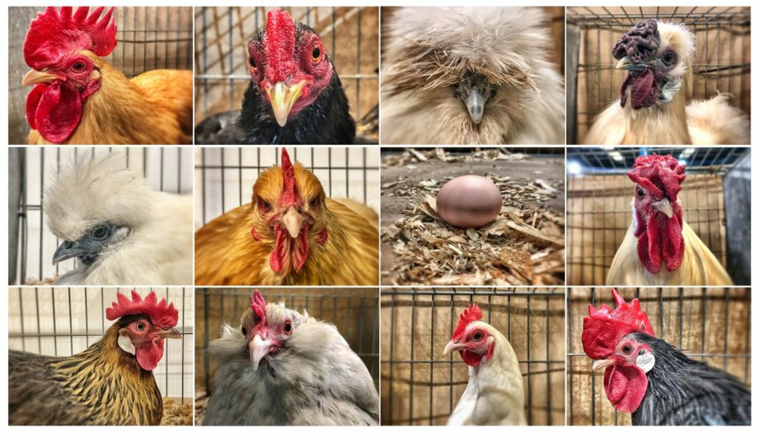 Annual Bath And West Show Opens To The Public