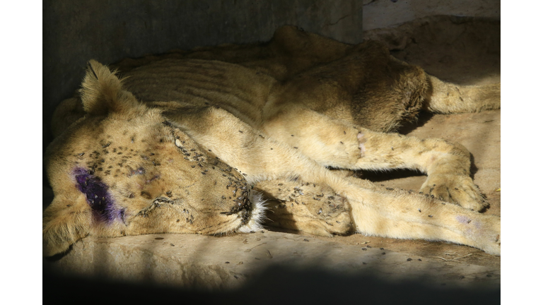 SUDAN-LIONS-CONSERVATION