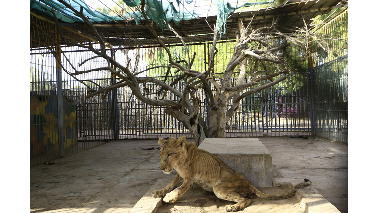 SUDAN-LIONS-CONSERVATION