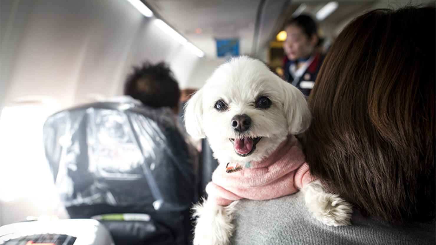 Dogs and their owners allowed to sit together on flight