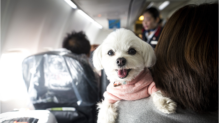 Dogs and their owners allowed to sit together on flight