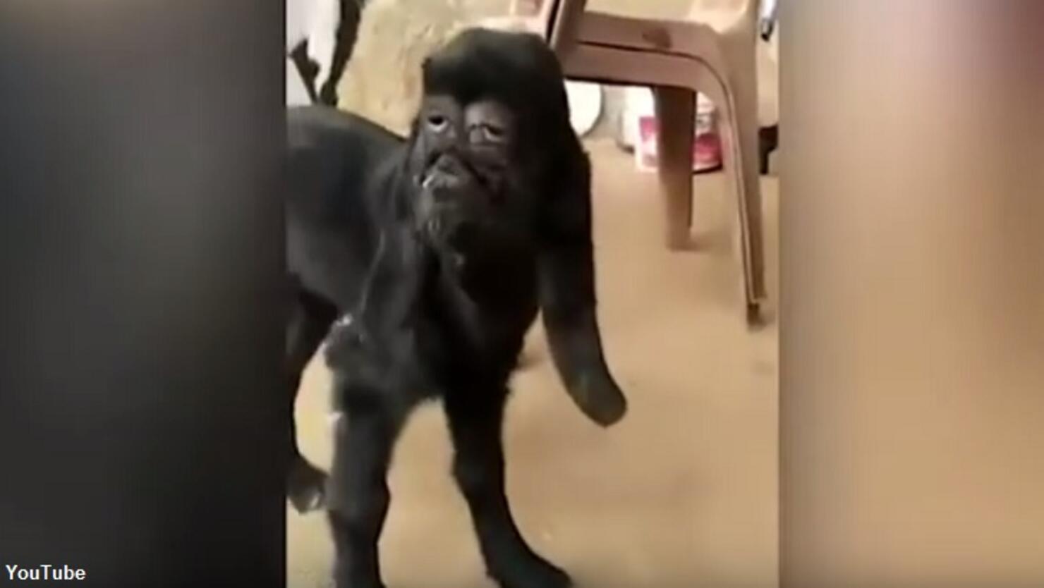 Goat with 'Human Face' Born in India iHeartRadio