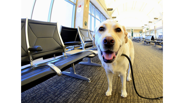Labrador Retriever at airport