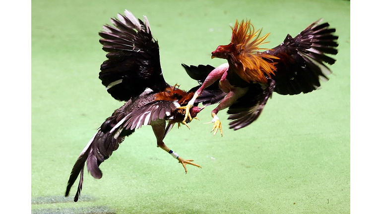 Cockfighting in Puerto Rico