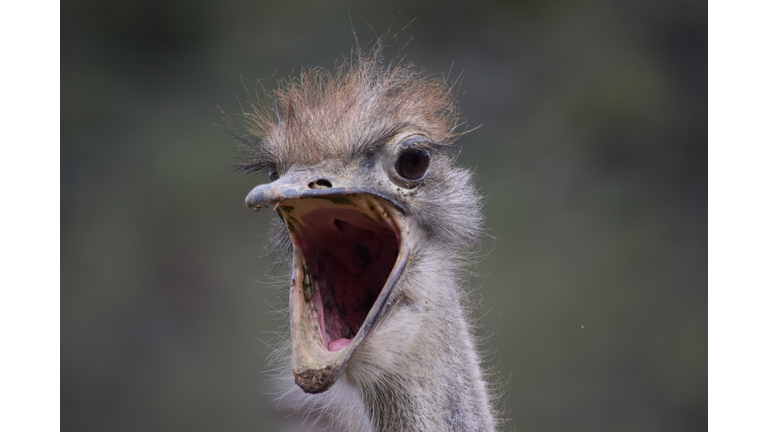 Close-Up Portrait Of An Ostrich