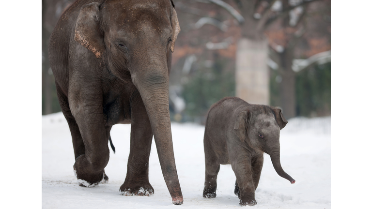 GERMANY-WEATHER-ANIMALS-ELEPHANT-FEATURE