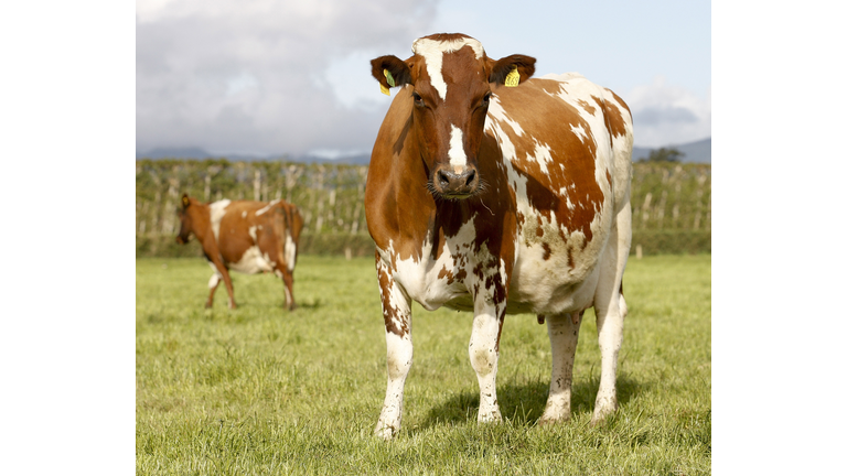 Fonterra Co-operative Hold Annual General Meeting