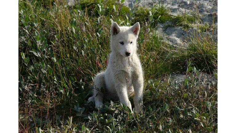 Greenland: Every Day Life And General Imagery