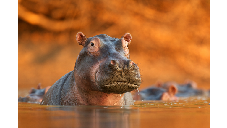 Hippopotamus rising from lake