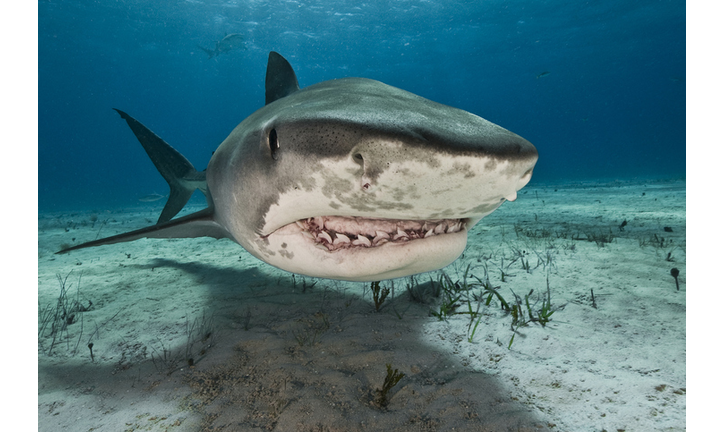 Tiger sharks (Galeocerdo cuvier) are common visitors of the reefs north of the Bahamas in the Caribbean