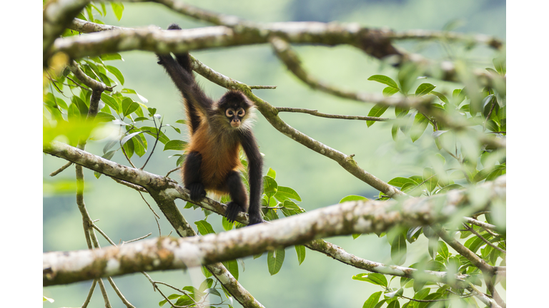 Geoffroy´s Spider Monkey