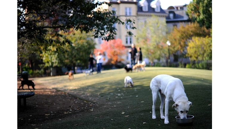 This dog park is furnished with a specia