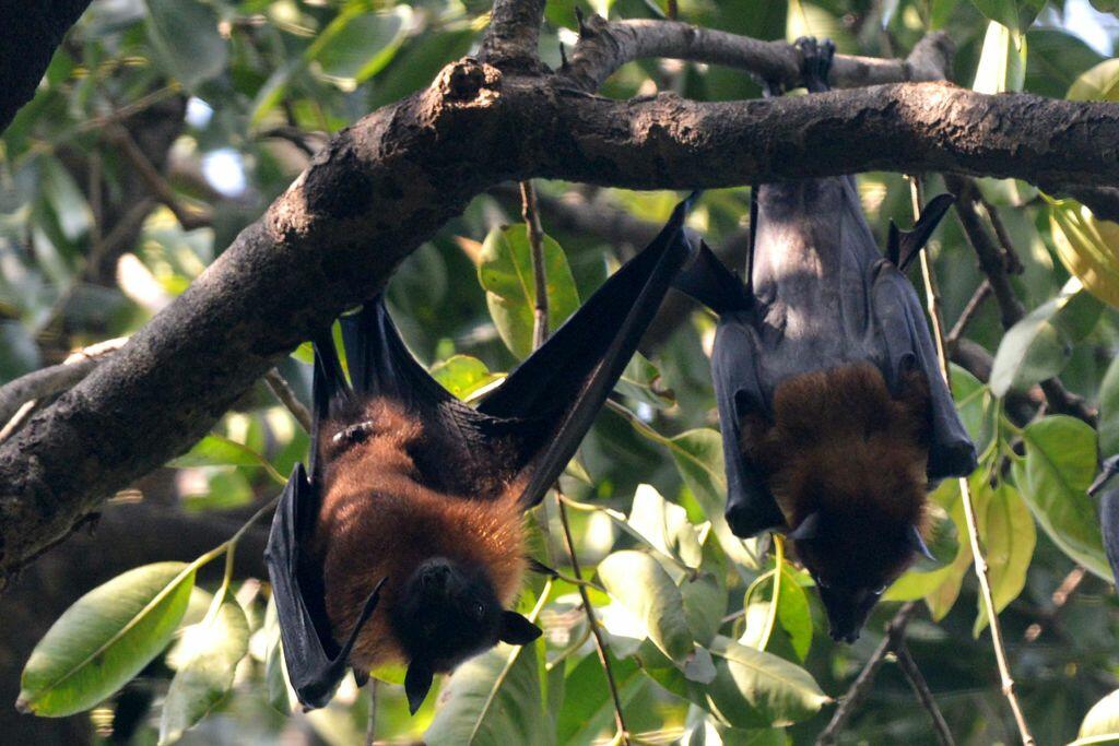 Woman in China Eats a Bat! [VIDEO] - Thumbnail Image