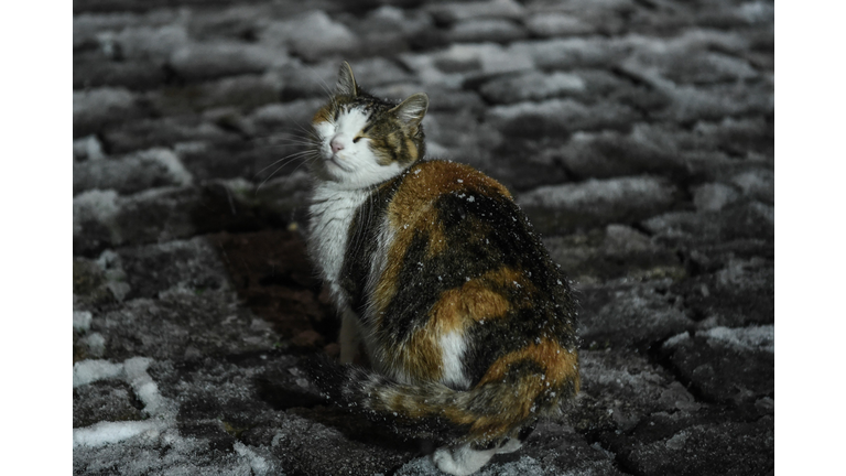 Woman Thinks She's Feeding A Stray Cat When It Was In Fact, It Wasn't