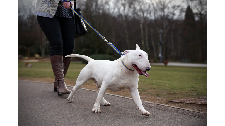 Third Day of Crufts 2015