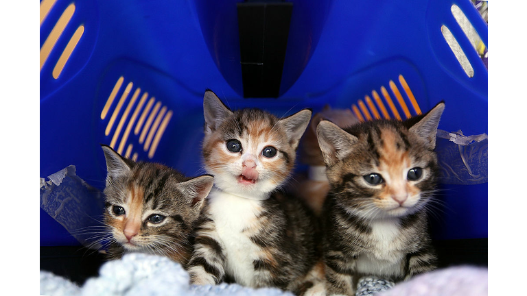 Cat Emergency At Battersea As Fewer Prospective Owners Come Forward
