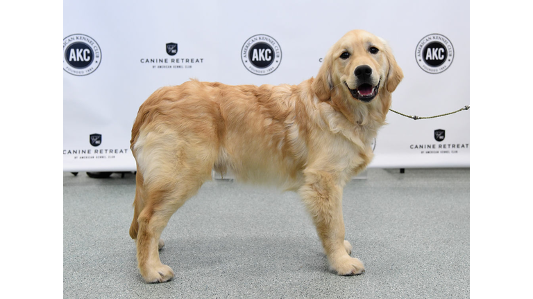 The American Kennel Club Reveals The Most Popular Dog Breeds Of 2016