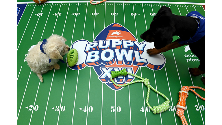 Team Ruff beat Team Fluff in the 2021 Puppy Bowl