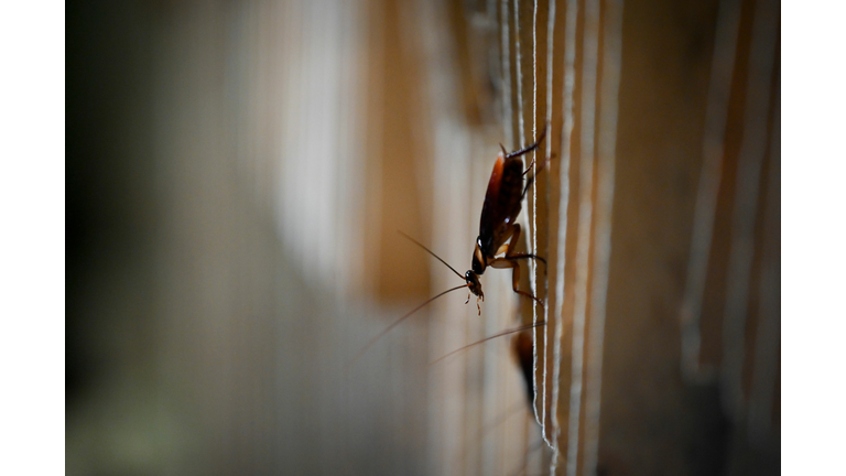 CHINA-FARMS-FOOD-COCKROACH