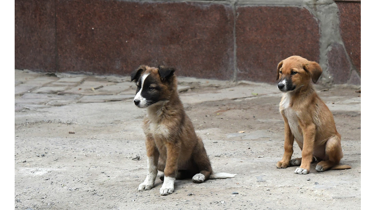 INDIA-ANIMAL-STRAY