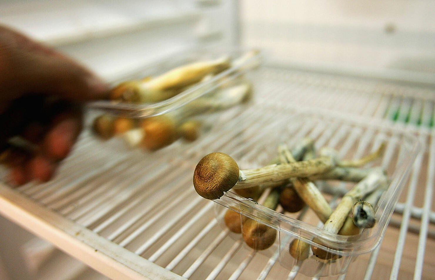 Freshly Picked Magic Mushrooms Reclassififed As Class A Drug In UK
