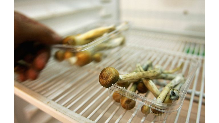 Freshly Picked Magic Mushrooms Reclassififed As Class A Drug In UK