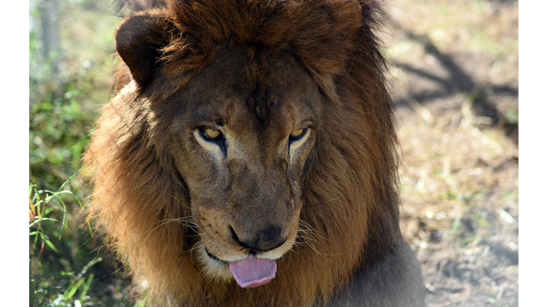 Huge Lion Spotted in Spain...Wait a  Minute...Is It a Lion?