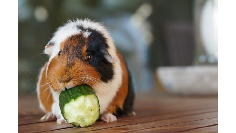 Close-Up Of Guinea Pig Eating Cucumber On Floorboard