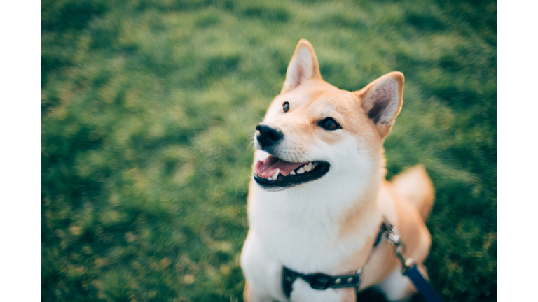 Close-Up Of Dog Looking Away While Sitting On Grassy Field