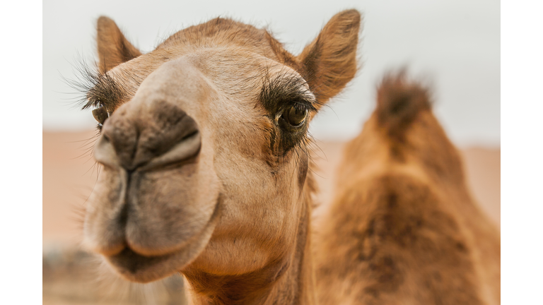 Camel Farm in the Liwa Desert, Abu Dhabi, U.A.E.