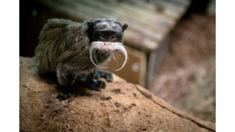 GERMANY-ANIMAL-ZOO