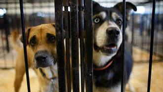 Long Lost Dog Found on Beer Can