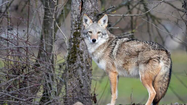 Badger and Coyote Caught On Video As Traveling Companions | Z100 Portland