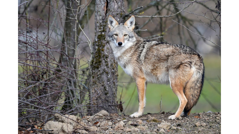 FRANCE-ANIMALS-COYOTE-ENVIRONMENT