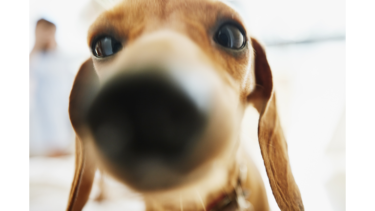 Close up portrait of dachshund