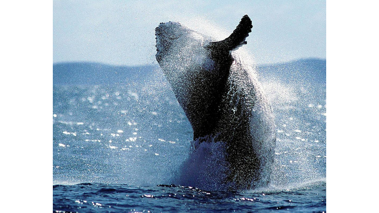 A young adult Humpback Whale breaches in