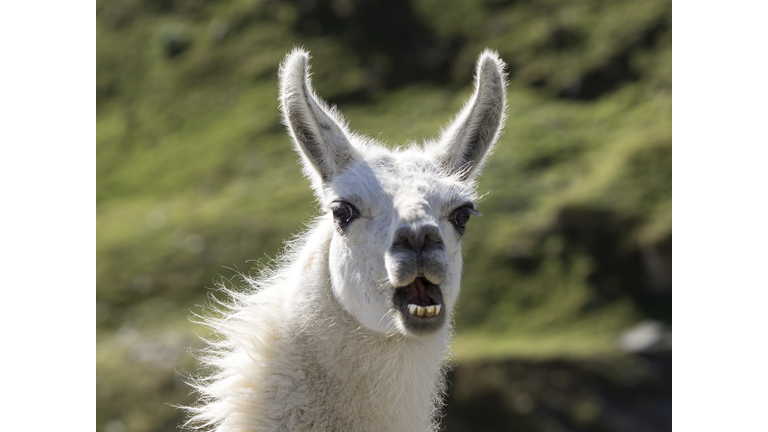 File Photo of a Llama (Getty Images)