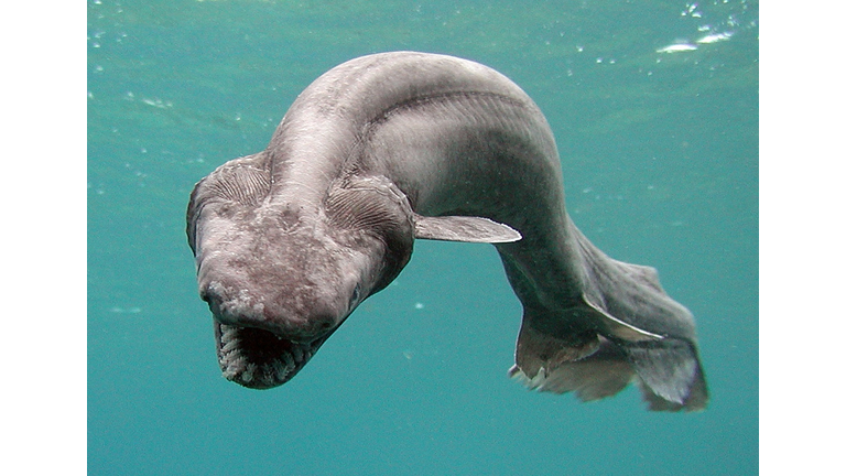 Deep-Sea Fish, Frill Shark Found Alive In Numazu, Japan