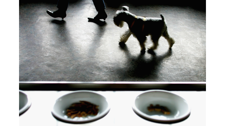 First Pet Restaurant Opens In Beijing