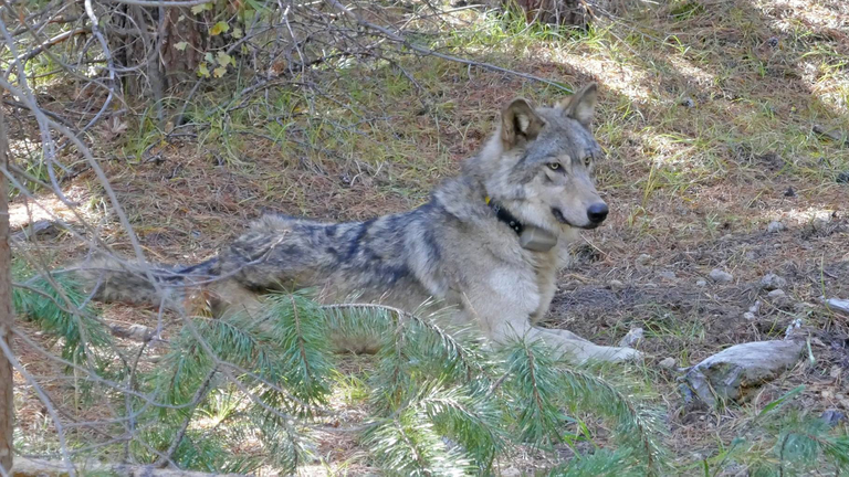 OR-54 is seen in a photo released by the Oregon Department of Fish and Wildlife on Oct. 13, 2017, shortly after she was collared.