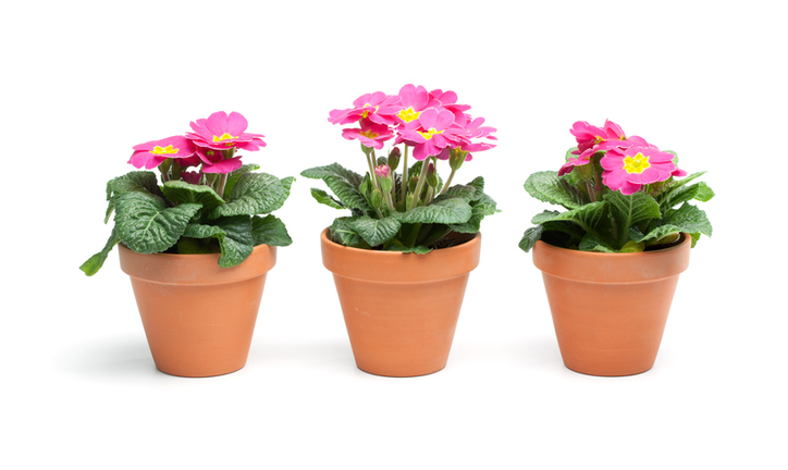 Close-Up Of Potted Plants Against White Background