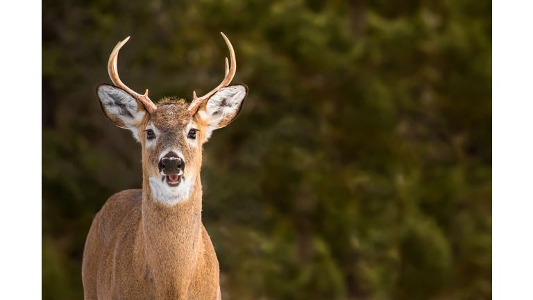 Portrait Of Deer Against Tree