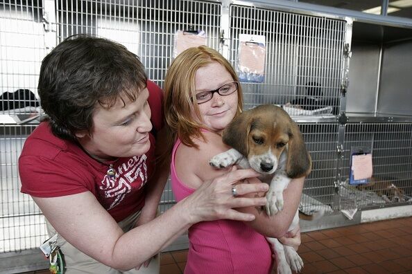 Company Pays Pet Adoption Fees For Employees