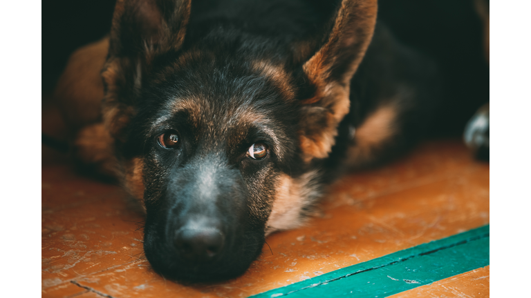 Close-Up Of Dog Relaxing On Floor At Home