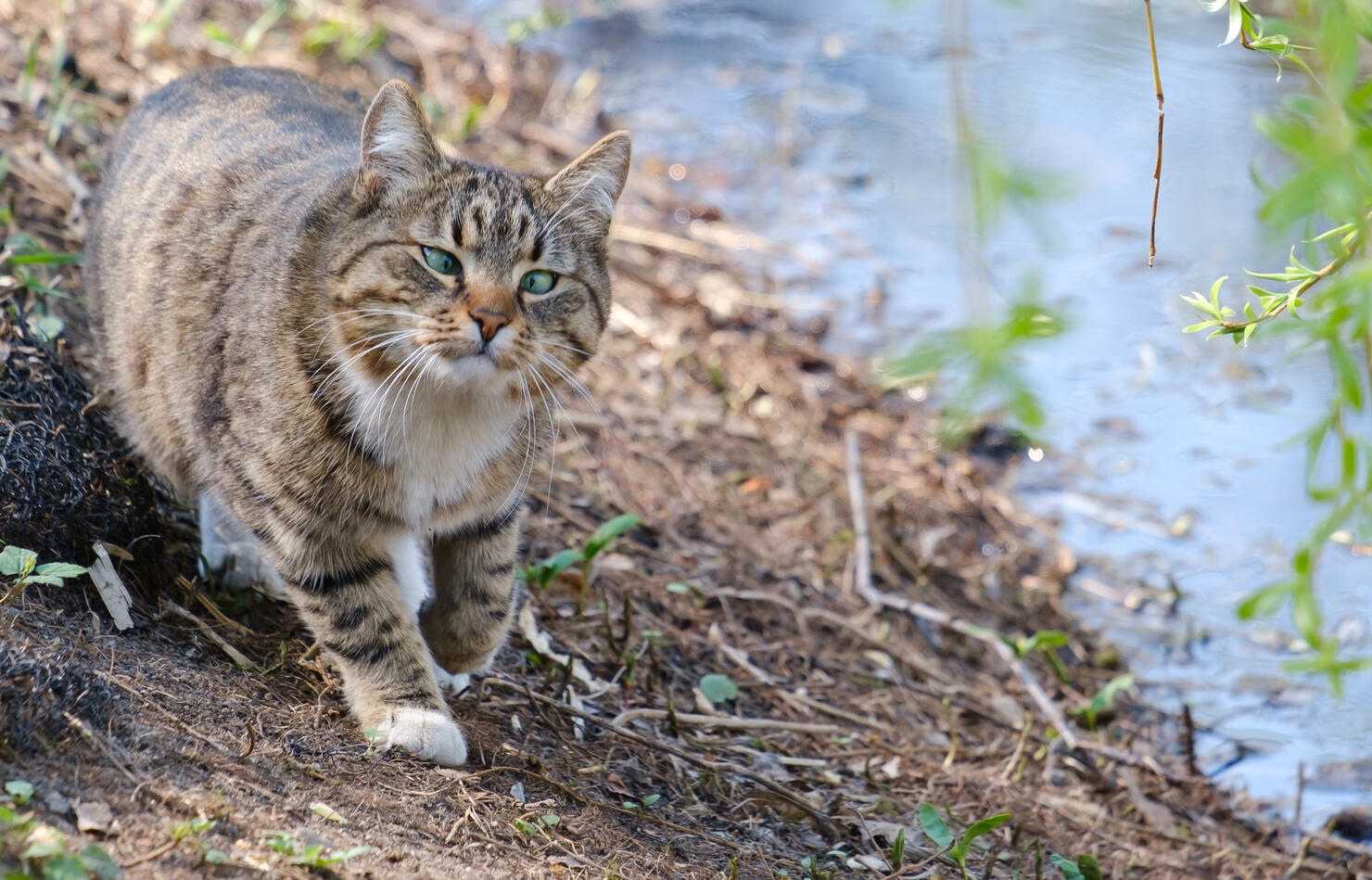 Beautiful tabby cat