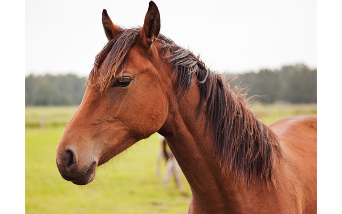 Close-Up Of Horse Standing On Field