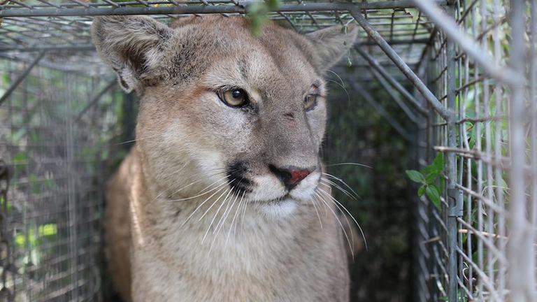 Male Mountain Lion Killed in SM Mountains Under State Depredation Law